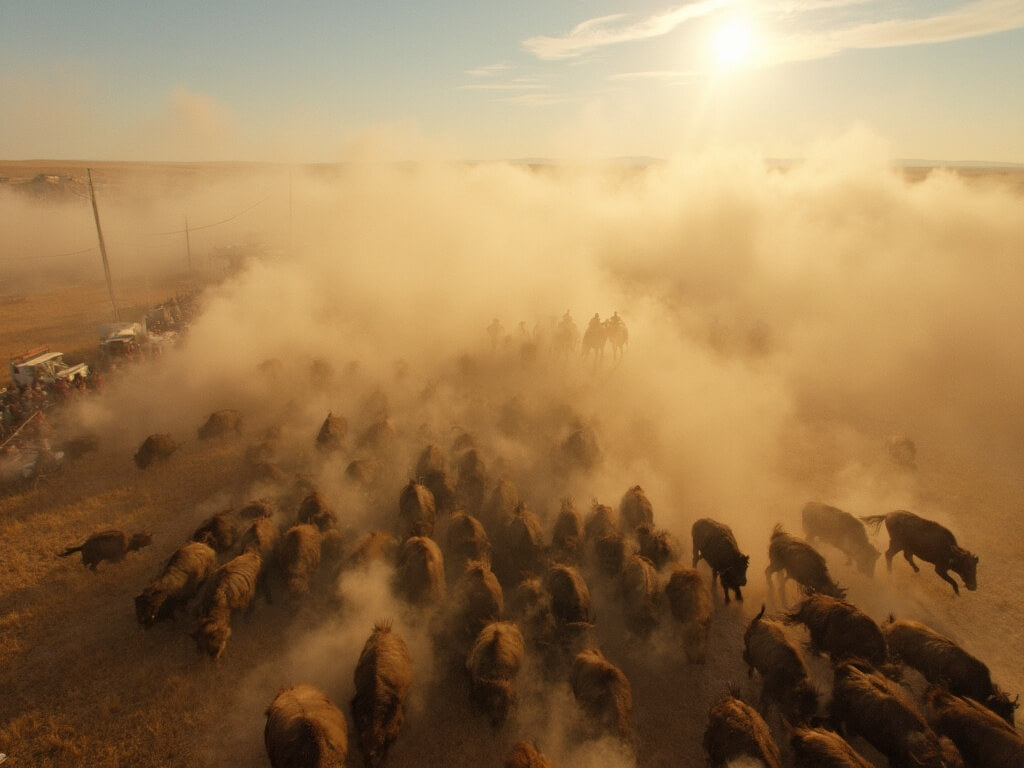 Cowboys guiding a thundering herd of 1,300 bison creating dust clouds across the open prairie at the annual Buffalo Roundup event in South Dakota's Black Hills, with 30,000 spectators watching from North and South viewing areas on the last Friday of September